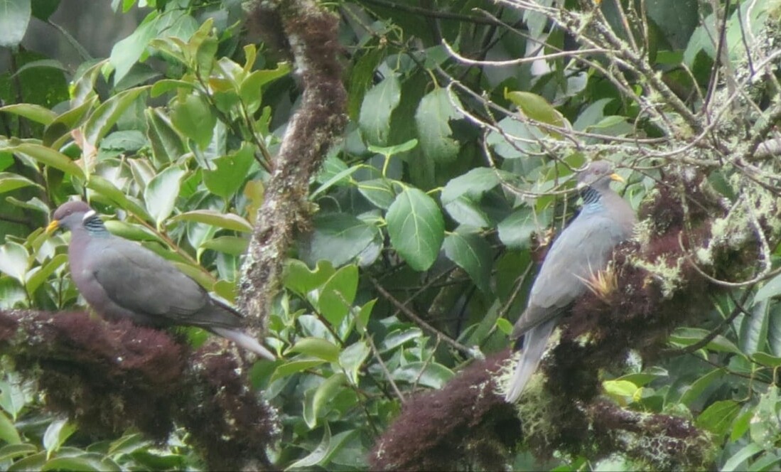 Band-tailed Pigeon - ML336675131