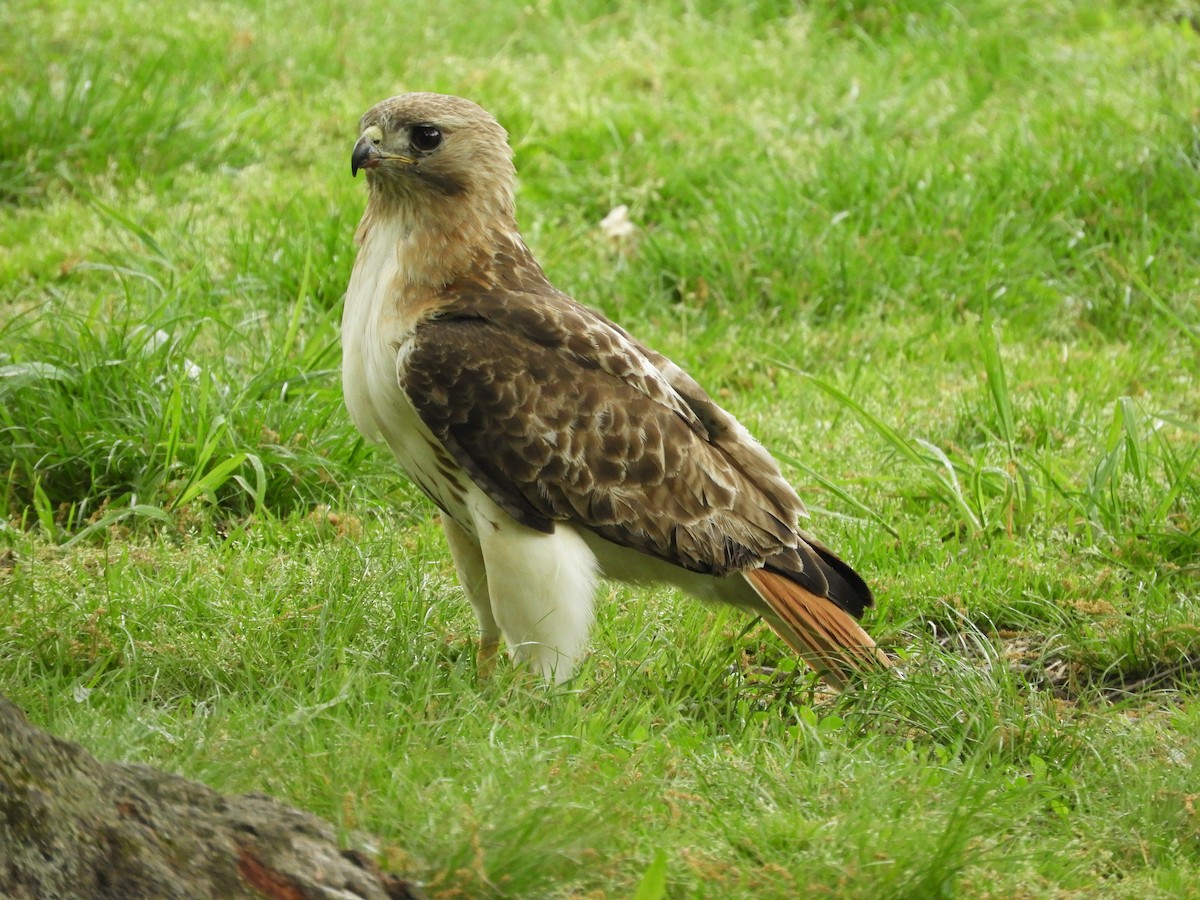 Red-tailed Hawk - Richard Payne