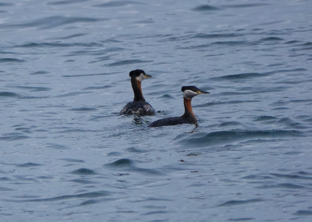 Red-necked Grebe - ML336677431
