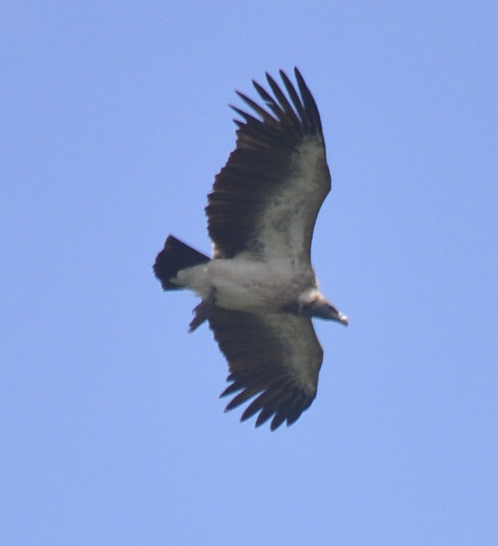 Indian Vulture - ML33667781