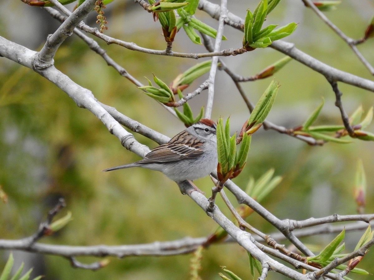 Chipping Sparrow - ML336678201