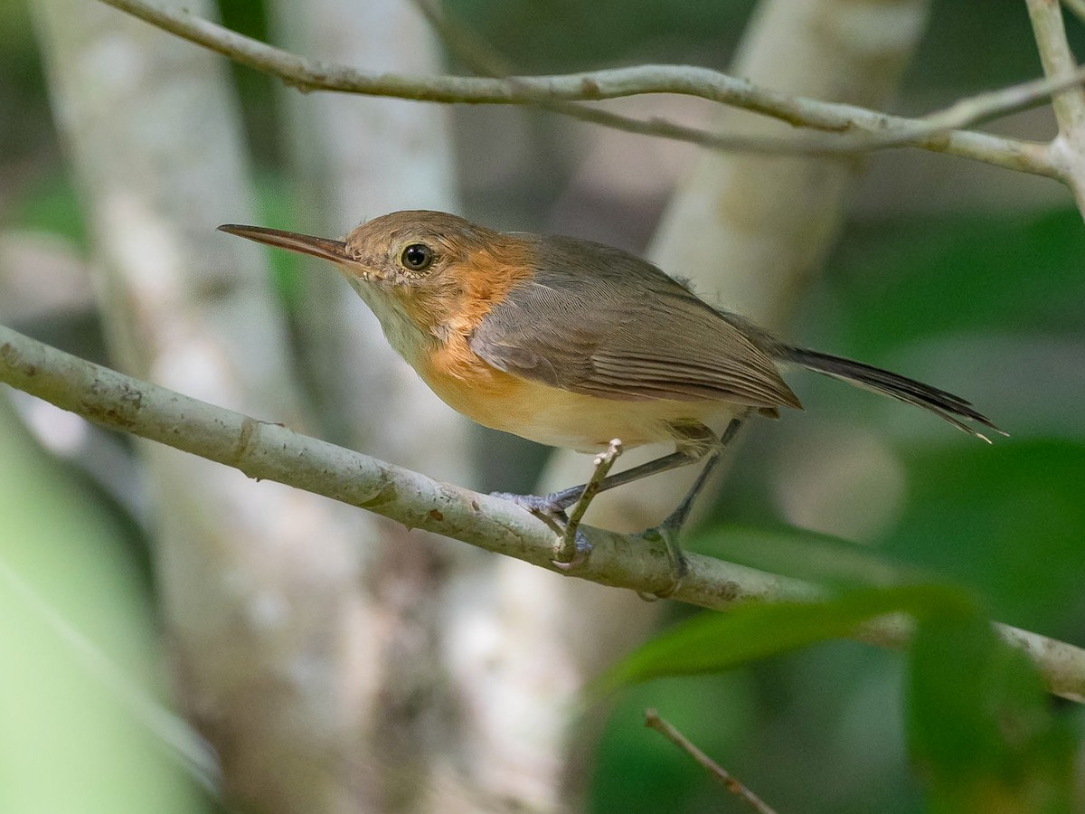 Long-billed Gnatwren - Ramphocaenus melanurus - Birds of the World