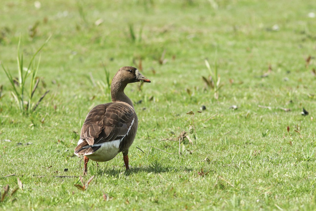 Greater White-fronted Goose - ML336681061