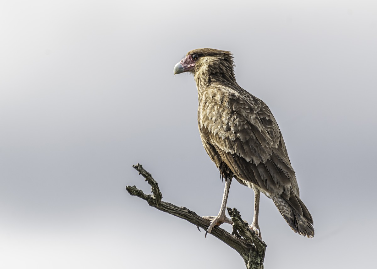 Crested Caracara (Southern) - ML336685281