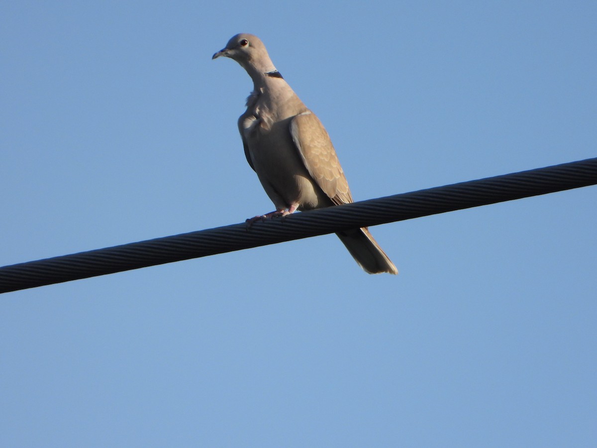 Eurasian Collared-Dove - ML336694441