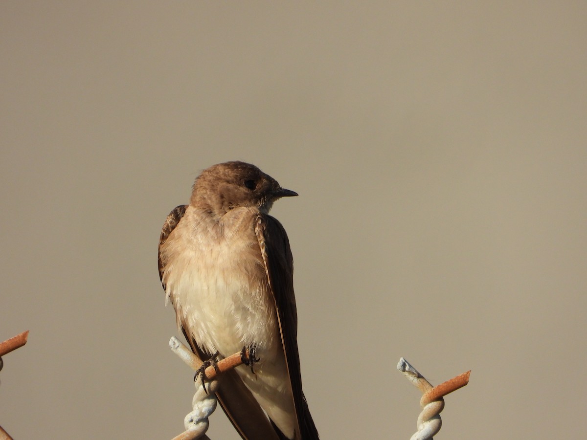 Northern Rough-winged Swallow (Northern) - ML336696251