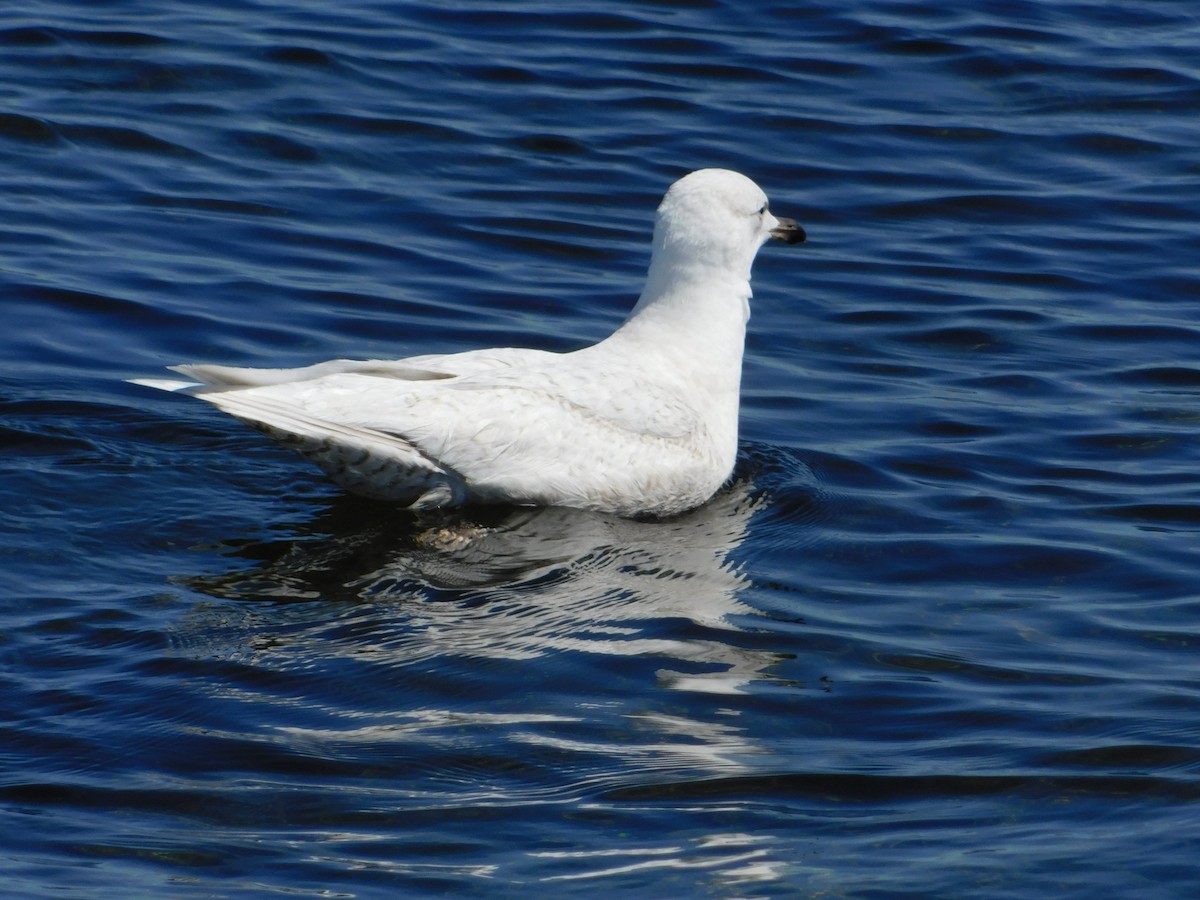Iceland Gull - Luis Mendes
