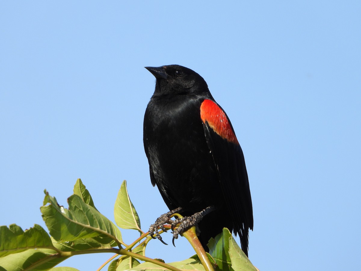 Red-winged Blackbird - ML336698231