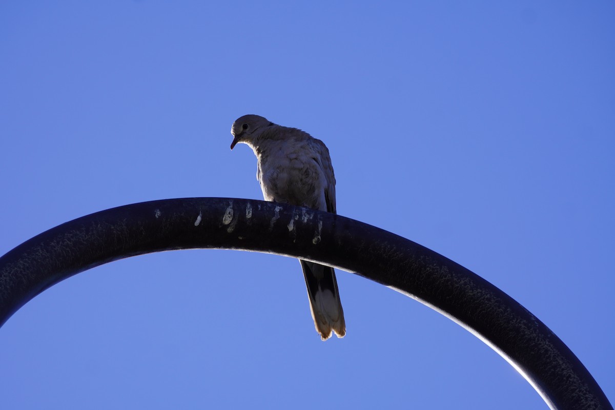 Eurasian Collared-Dove - Greg Hertler