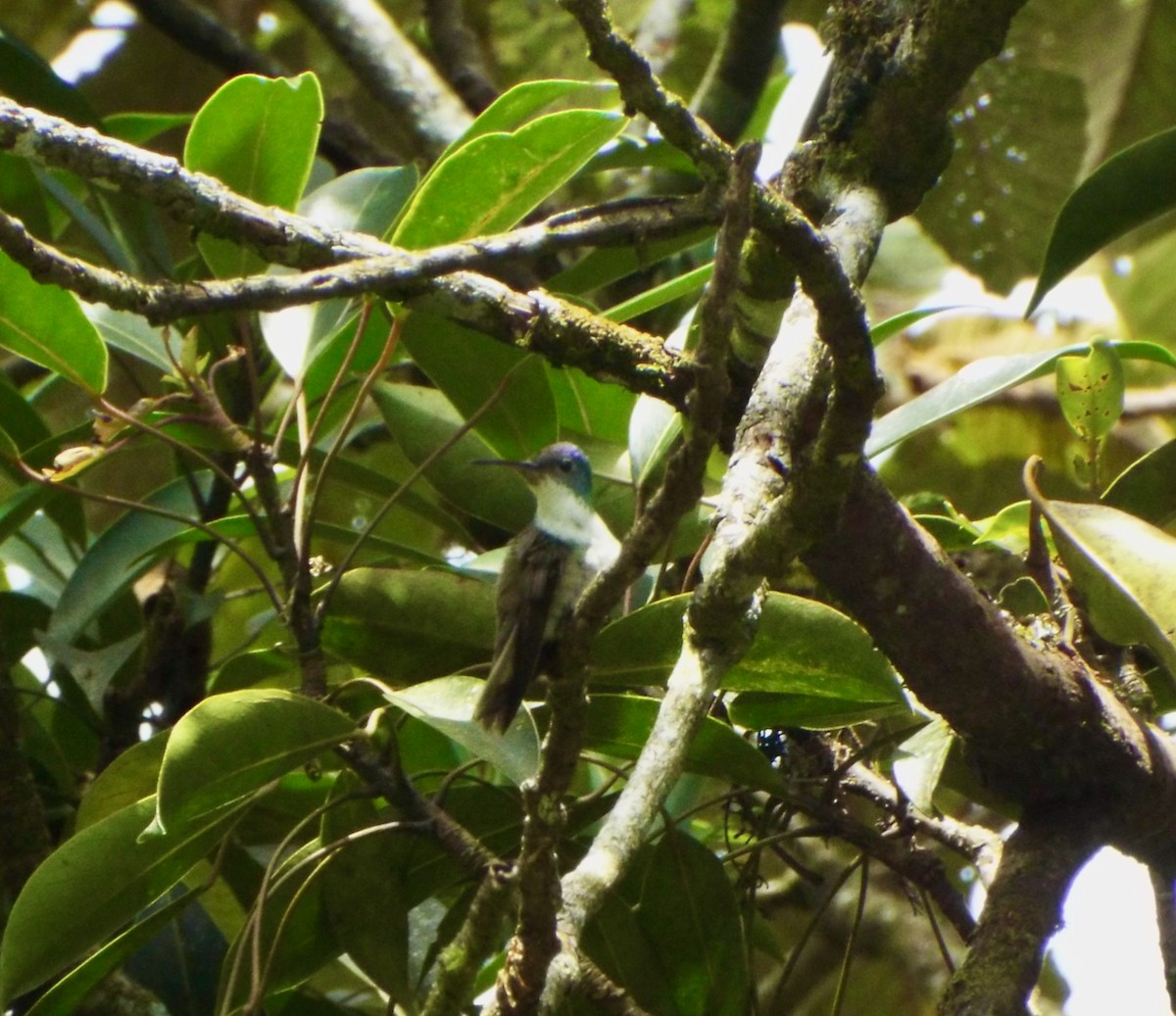 Azure-crowned Hummingbird - ML336703471