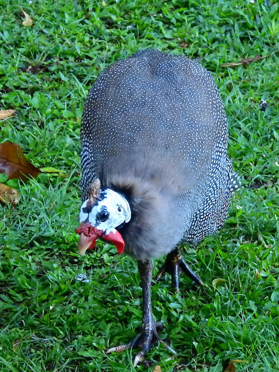 Helmeted Guineafowl - Michael Young