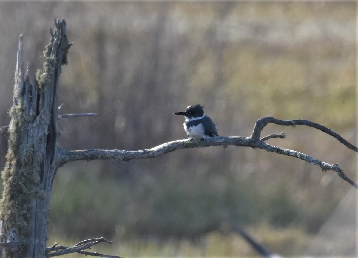 Belted Kingfisher - ML336715481