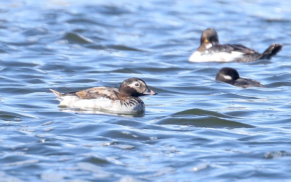 Long-tailed Duck - ML336721521