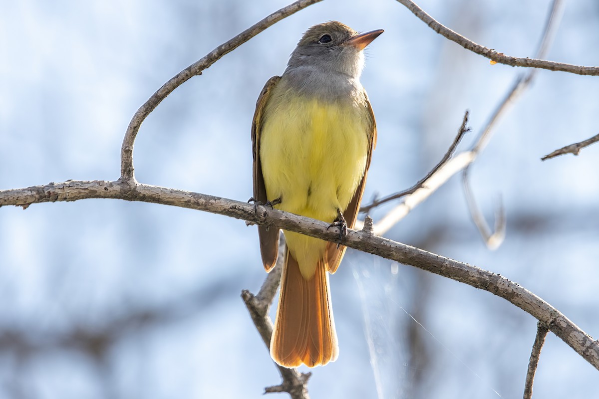 Great Crested Flycatcher - ML336726151