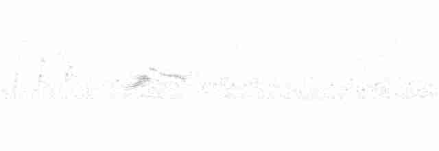 Белокрылая вдовка - ML336726441