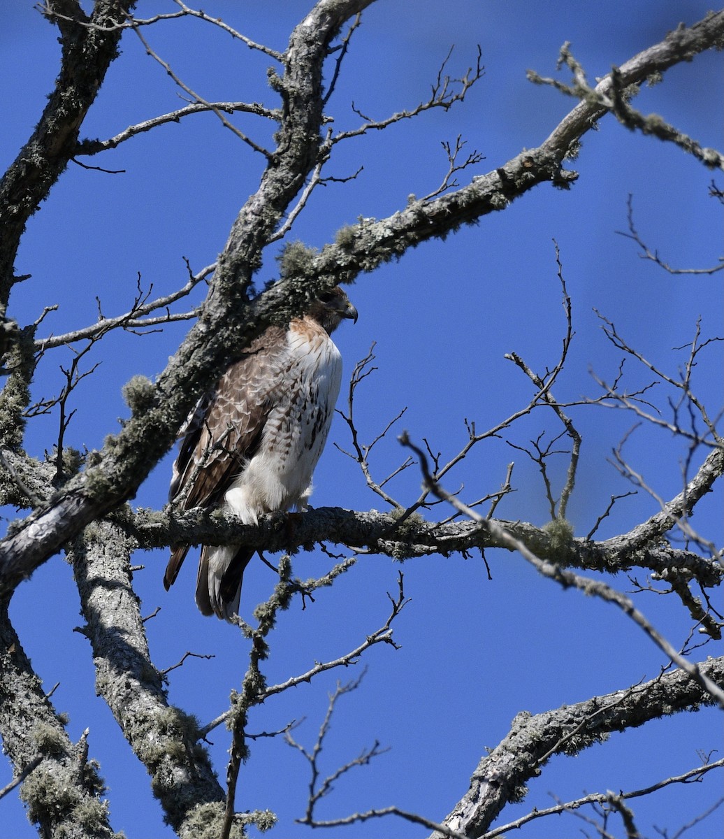Red-tailed Hawk - ML336734101