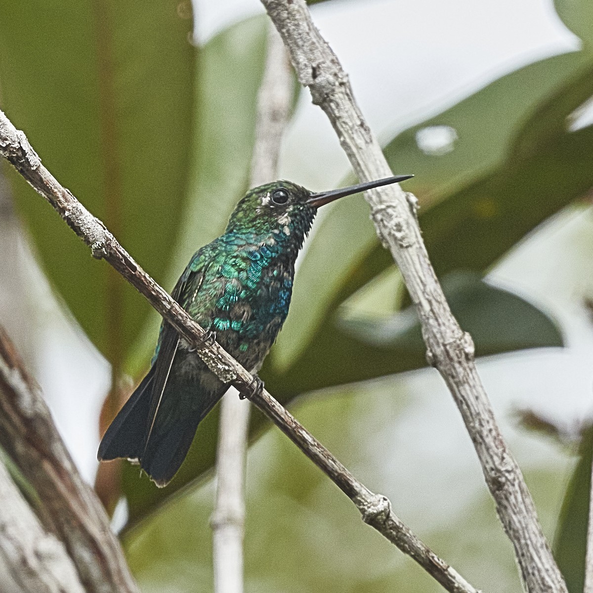 kolibřík chiribiquetský - ML336738041