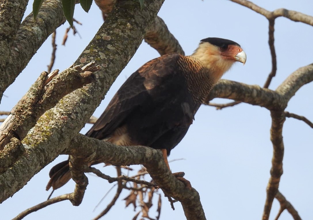 Crested Caracara (Southern) - ML336738881