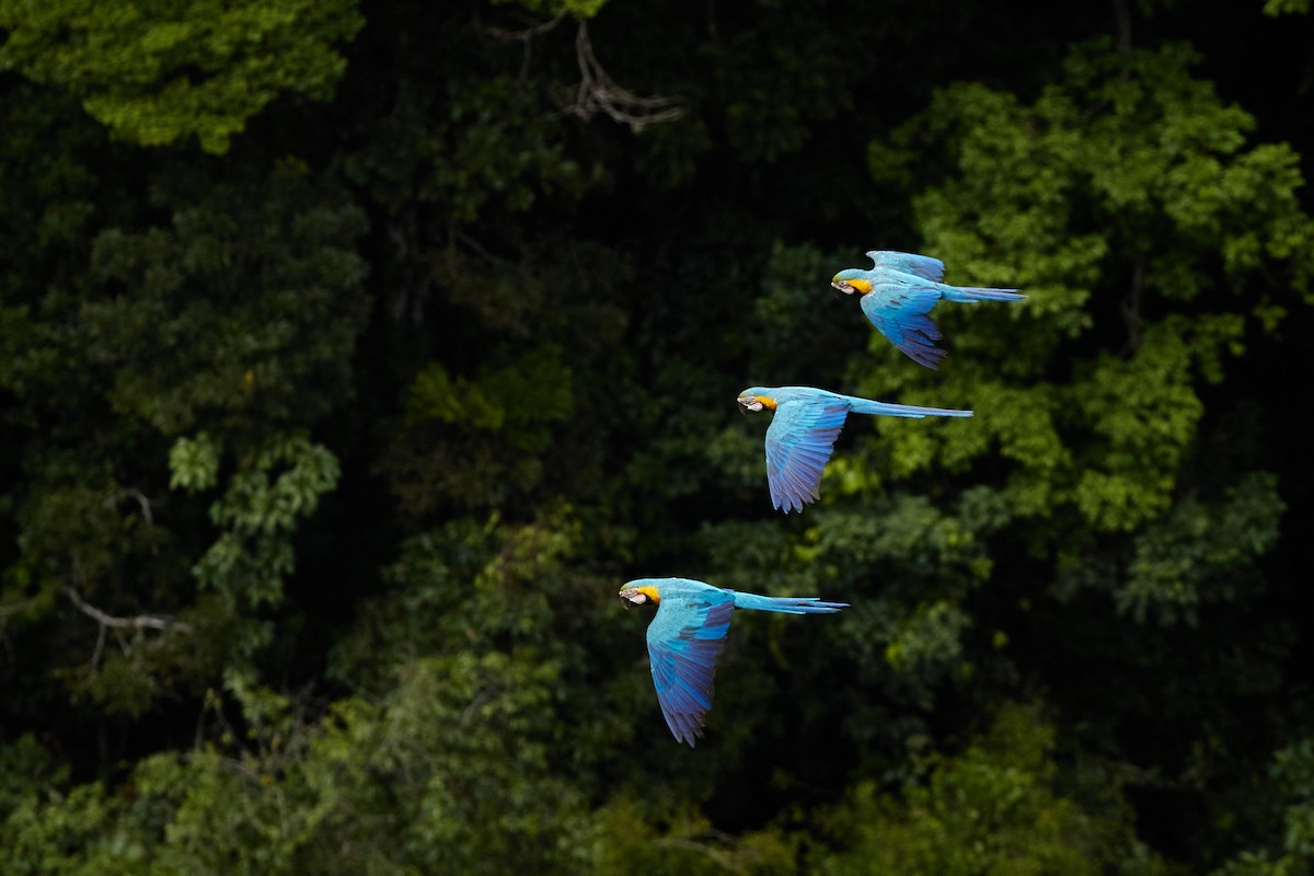 Blue-and-yellow Macaw - ML336740561