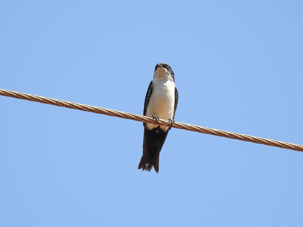 Blue-and-white Swallow - ML336740701