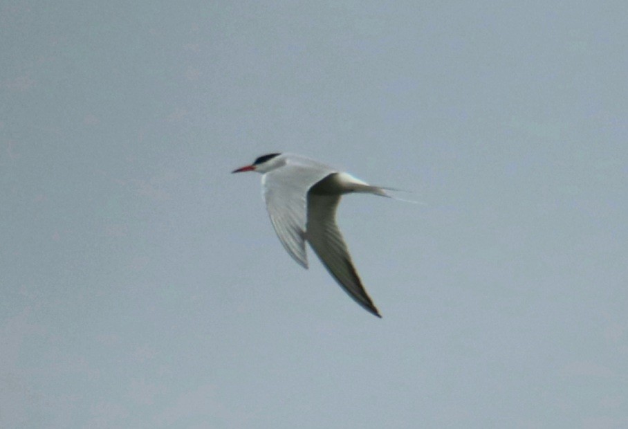 eBird Checklist - 9 May 2021 - Sangchris Lake SP--Access Area 3 - 48 ...