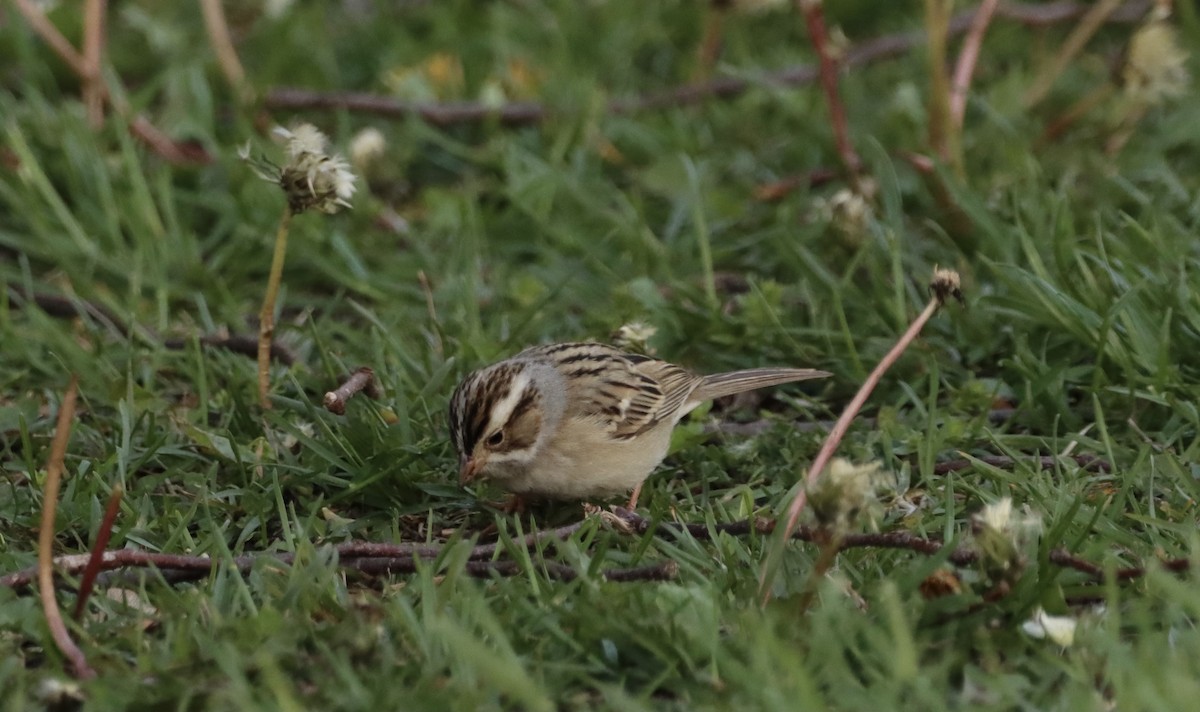 Clay-colored Sparrow - ML336741701