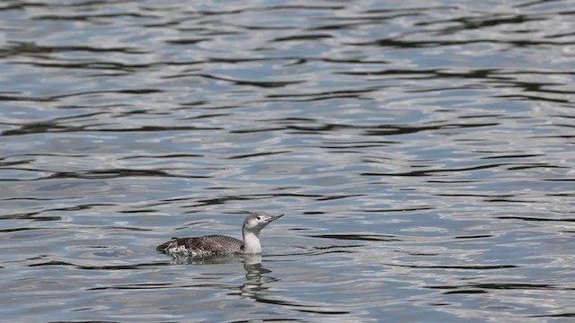 Red-throated Loon - ML336743811