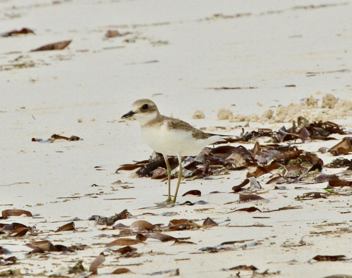 Greater Sand-Plover - Connie Lintz