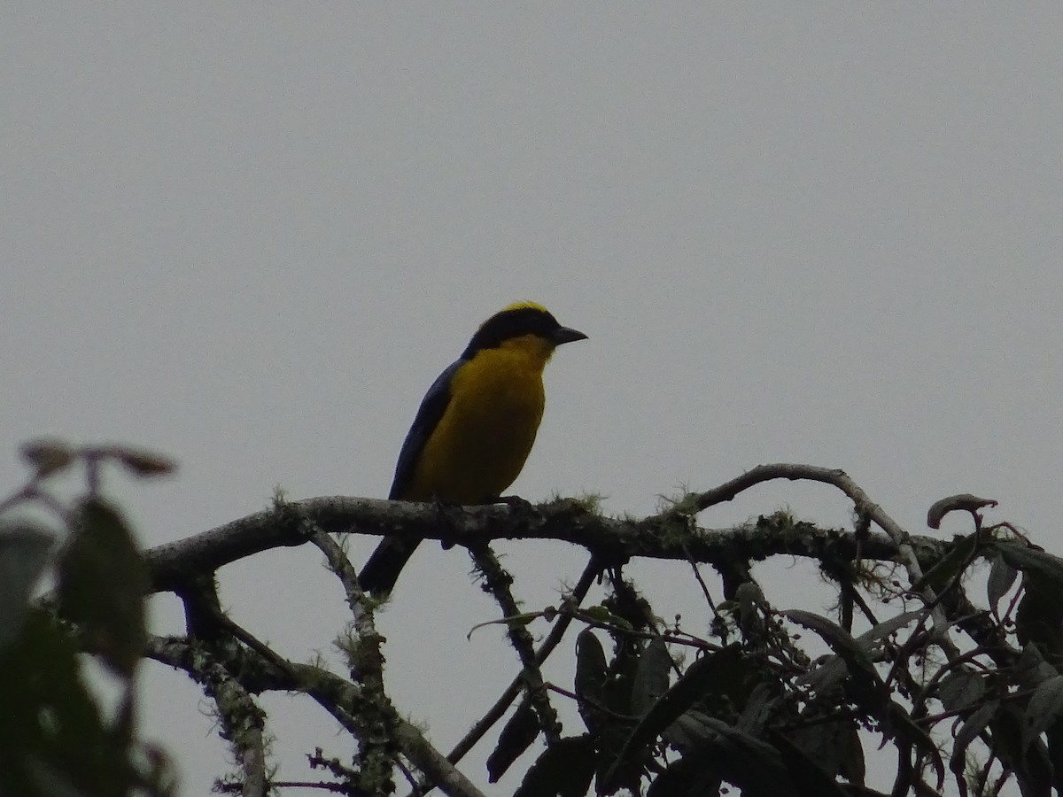 Blue-winged Mountain Tanager - ML336749631