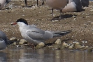 Common Tern - ML336751151