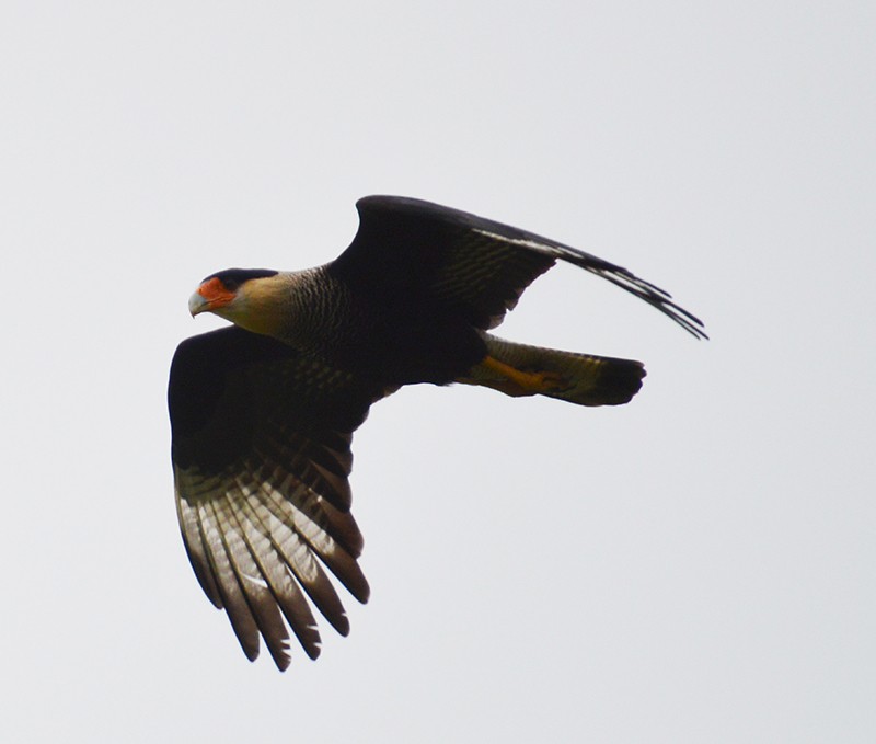 Crested Caracara (Southern) - ML336753771