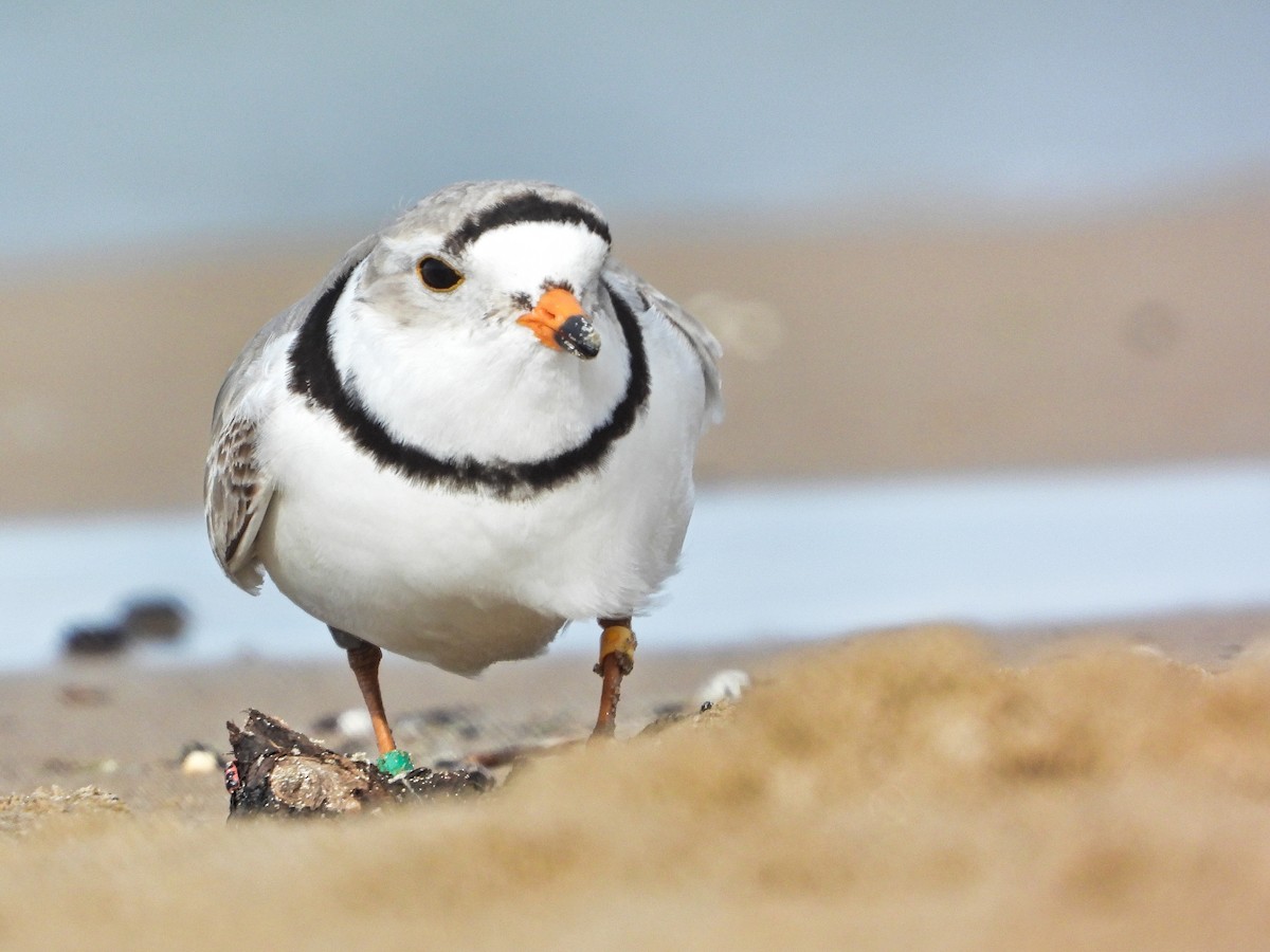 Piping Plover - ML336756071