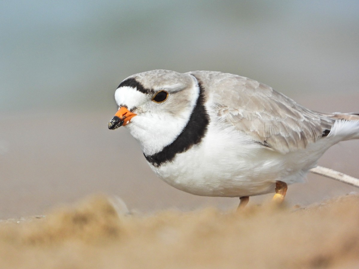 Piping Plover - ML336756271