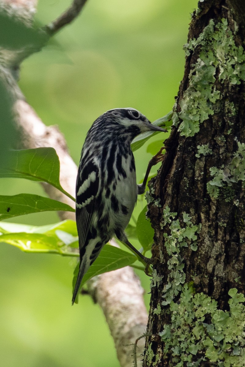 Black-and-white Warbler - ML336757711