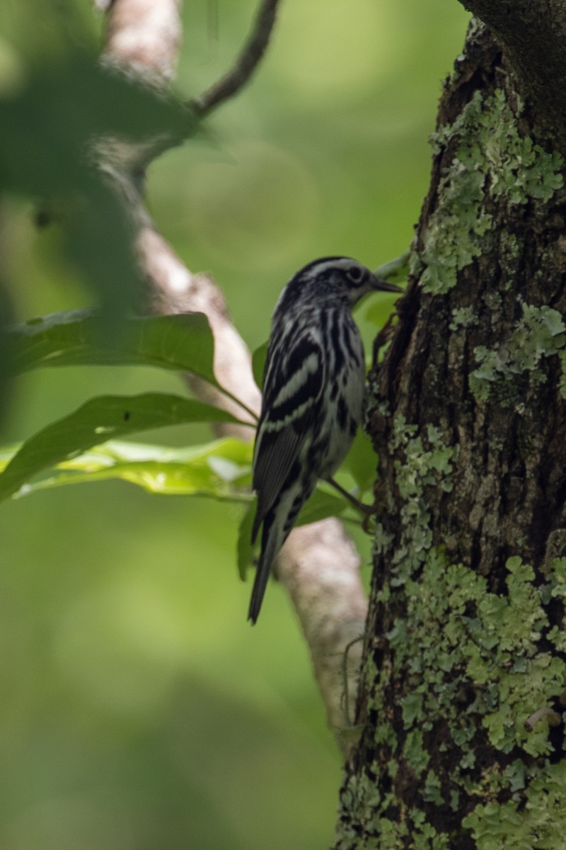 Black-and-white Warbler - ML336757791