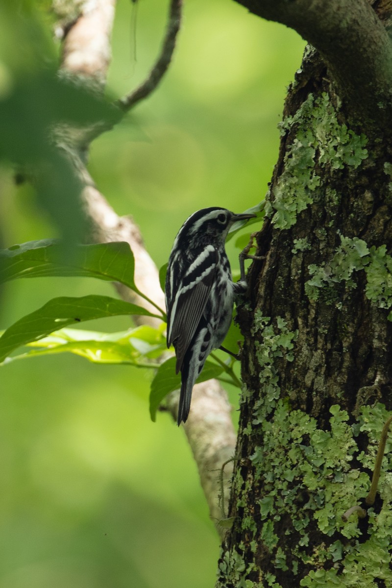 Black-and-white Warbler - ML336757821