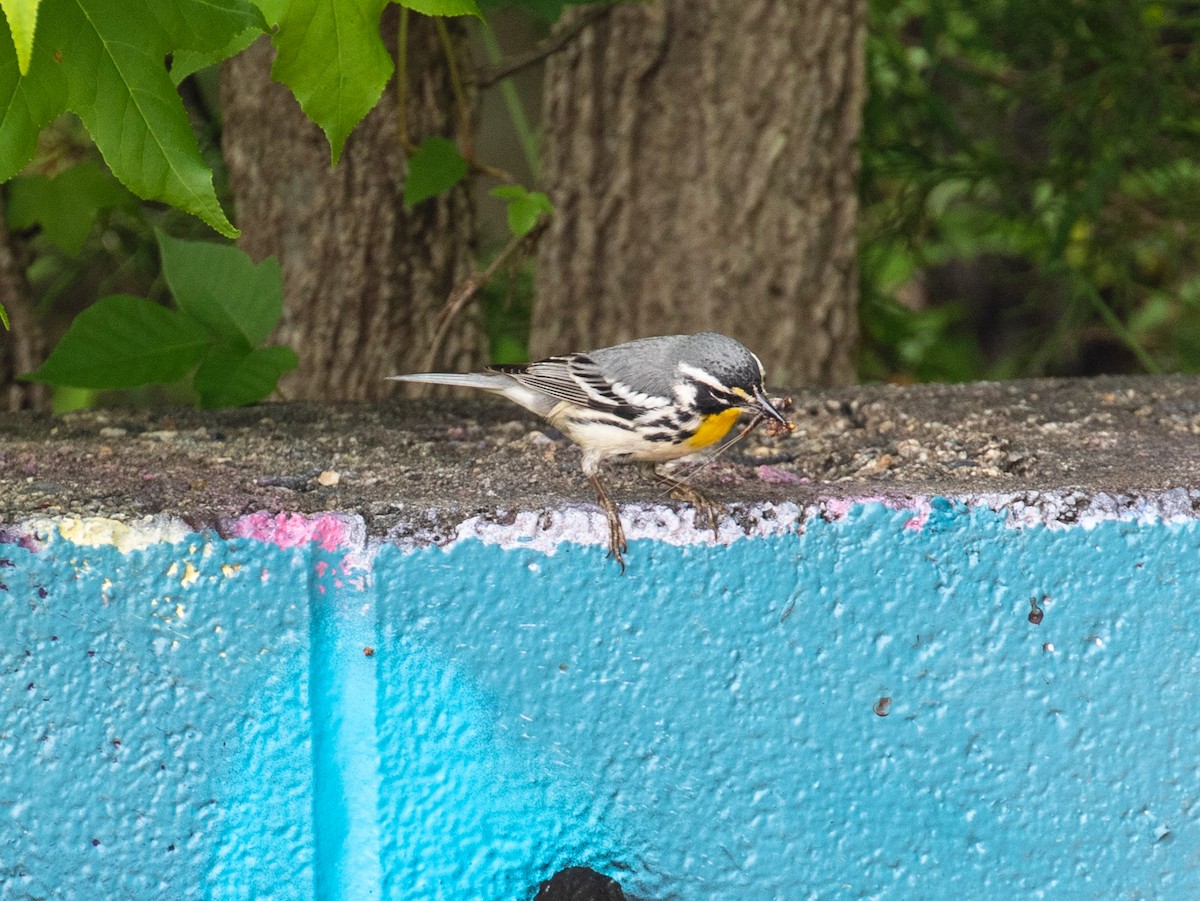 Yellow-throated Warbler - ML336758061