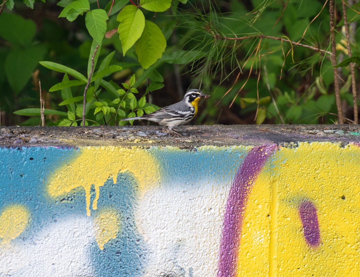 Yellow-throated Warbler - ML336758201