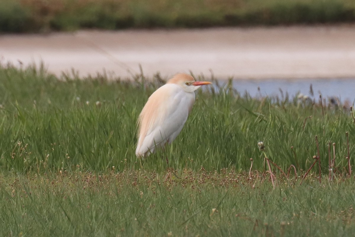 Western Cattle Egret - Kathy Mihm Dunning