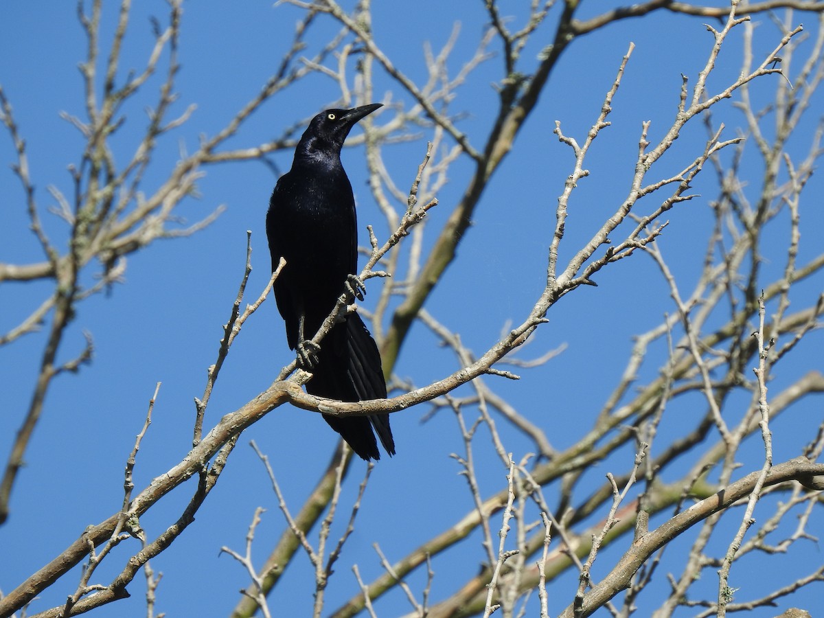 Great-tailed Grackle - ML336762741