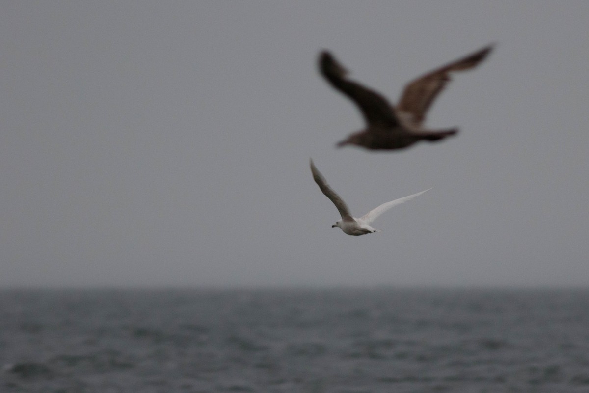 white-winged gull sp. - Max McCarthy