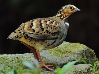  - White-necklaced Partridge