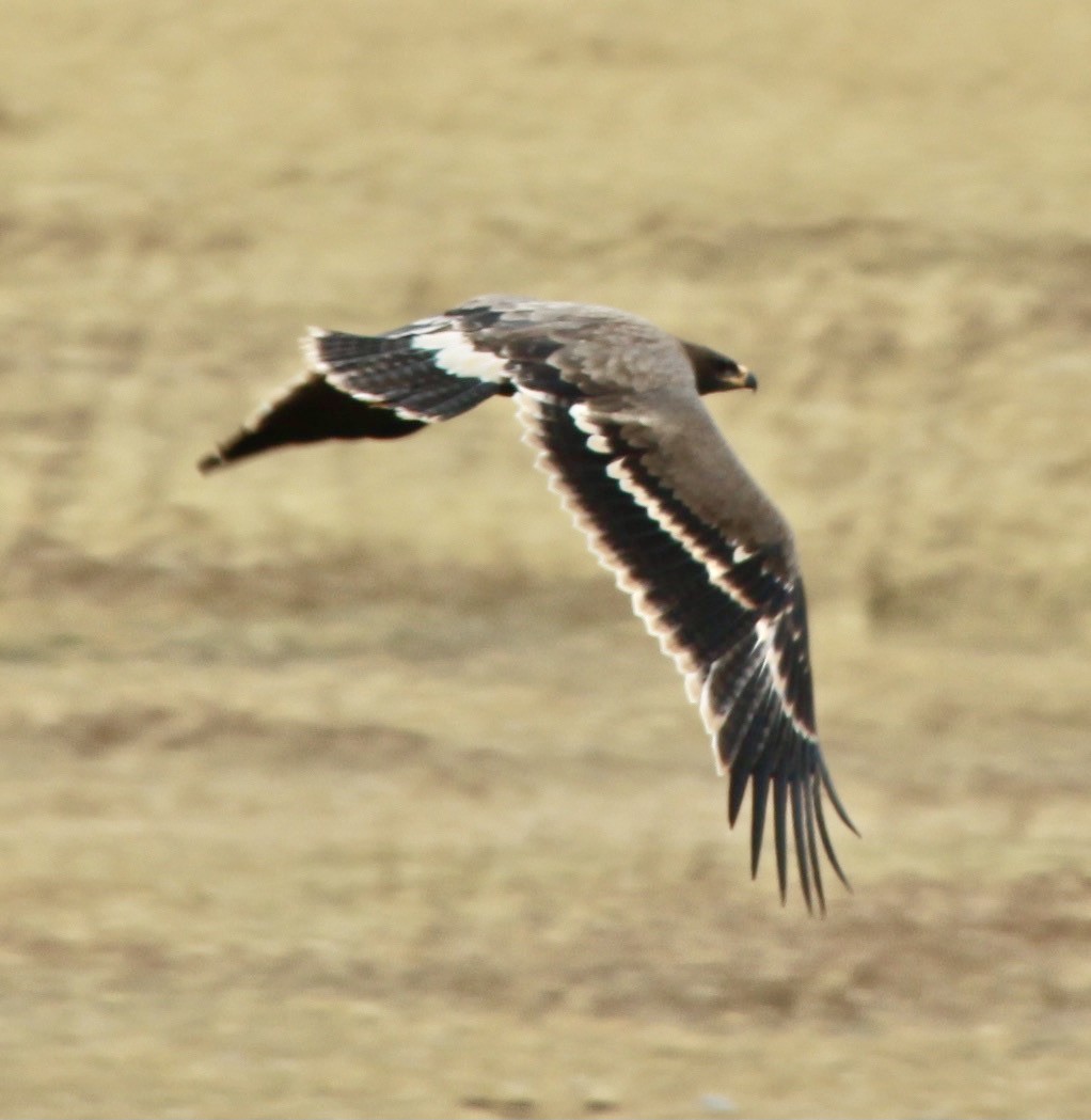 Greater Spotted Eagle - ML336768141