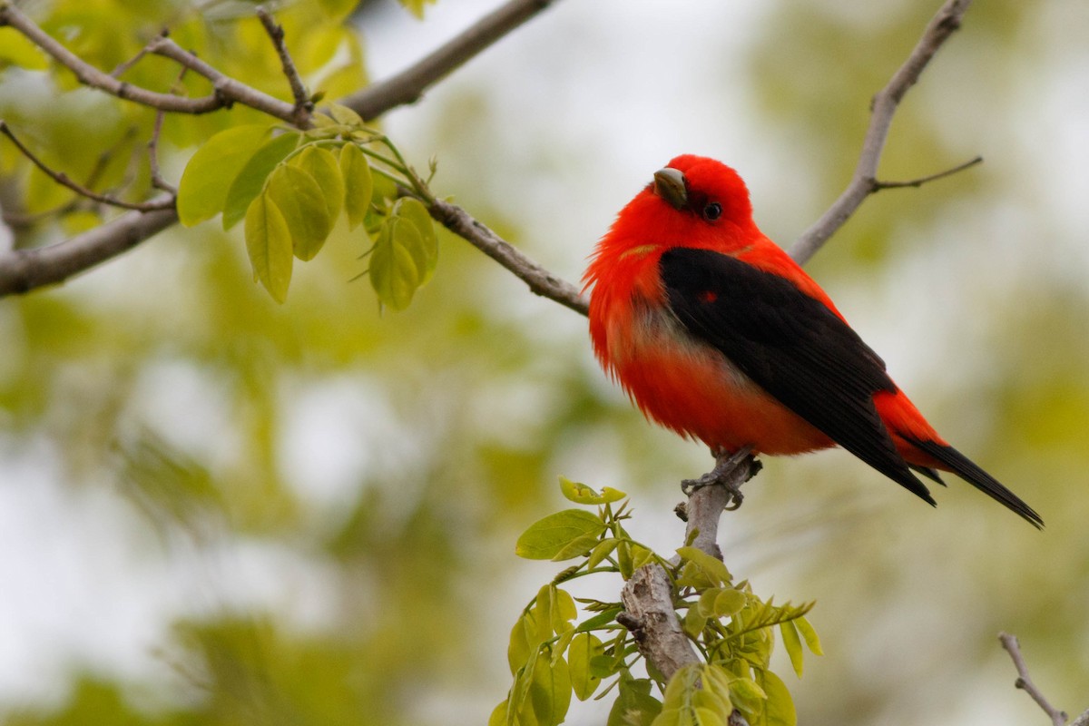 Scarlet Tanager - Max McCarthy