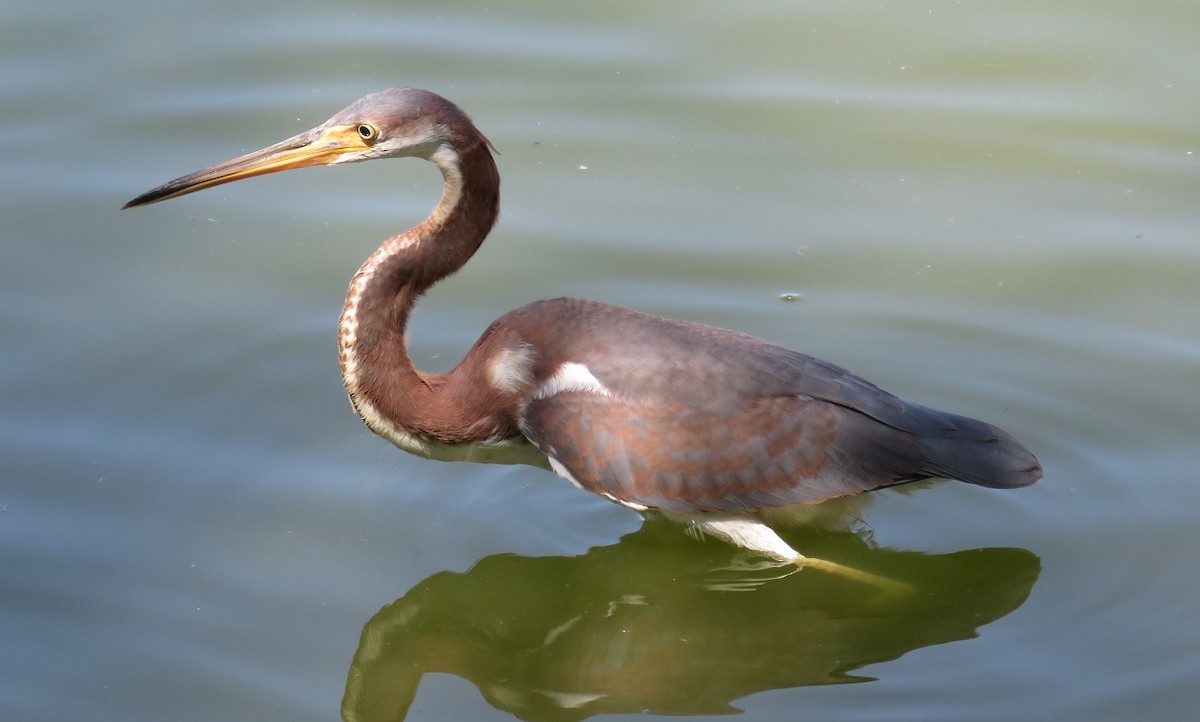 Tricolored Heron - Anne (Webster) Leight