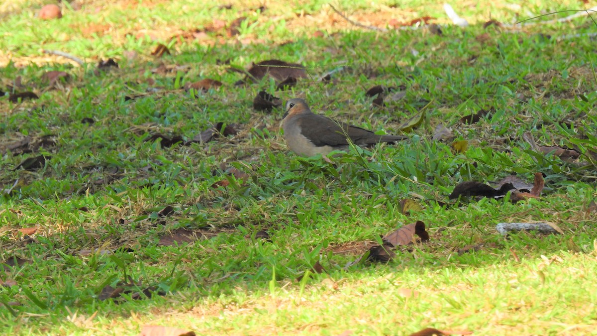Gray-fronted Dove - ML336770271
