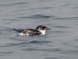  - Peruvian Diving-Petrel