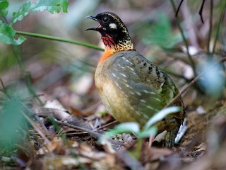  - Hainan Partridge
