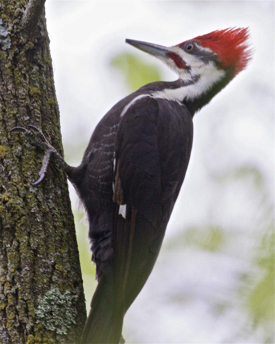 Pileated Woodpecker - ML336780461