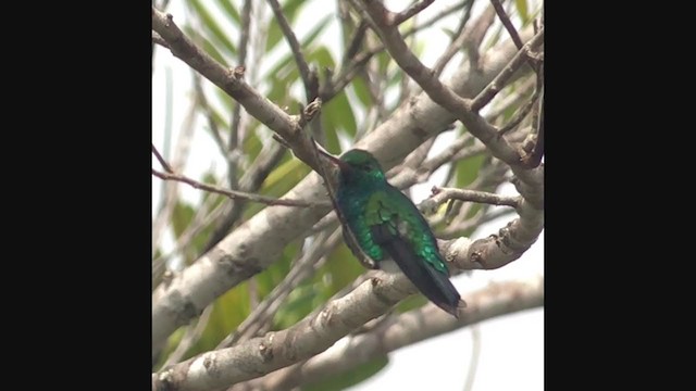 kolibřík chiribiquetský - ML336780801